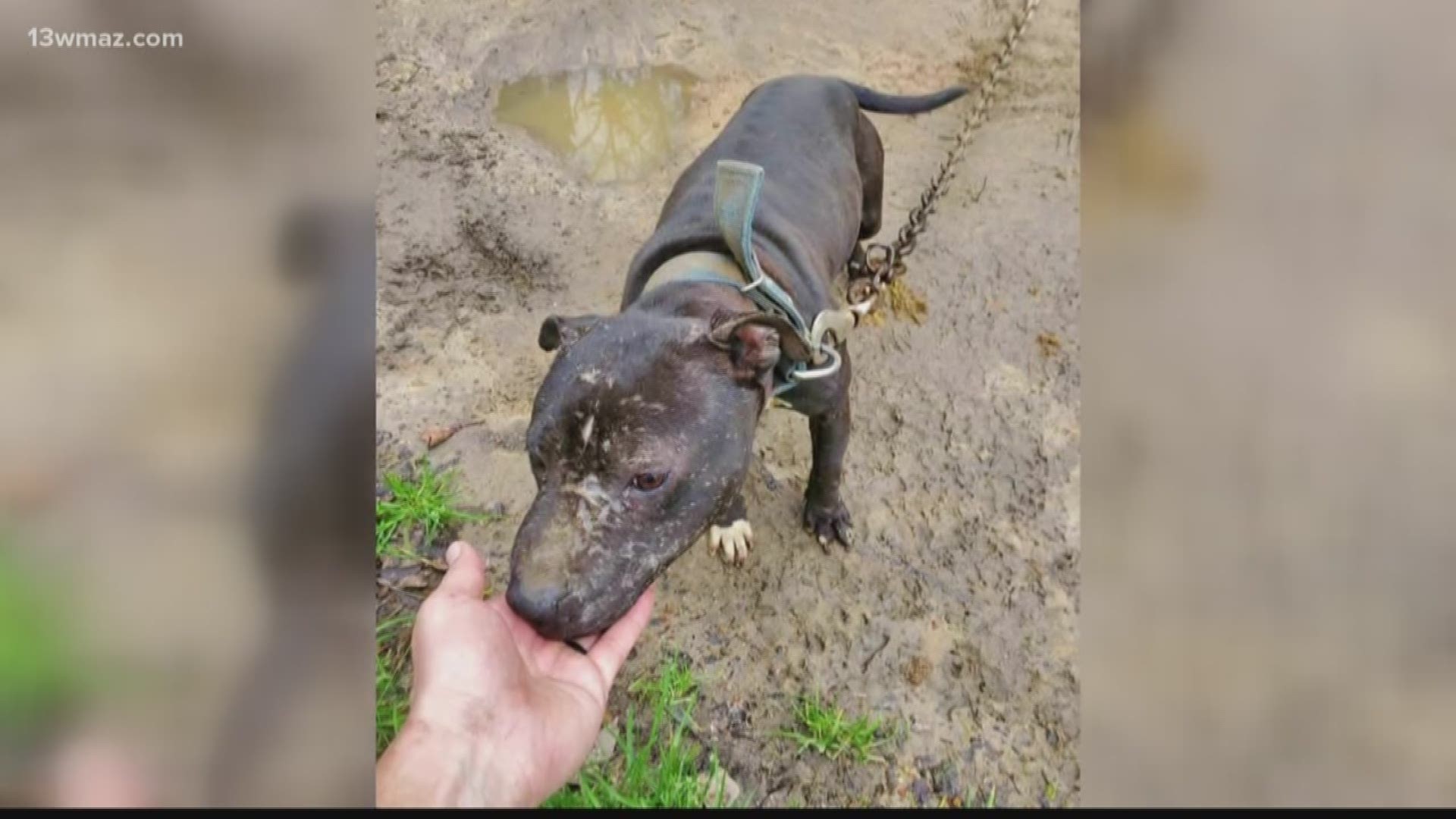 US Marshals rescued more than 160 dogs from an alleged dogfighting ring with ties to Central Georgia. Many called wondering if your lost dog was one of them.