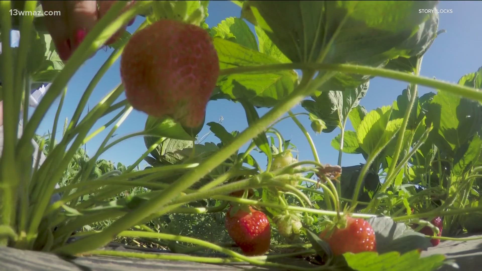 A new federal wage rule increases temporary worker pay in the agriculture industry by 14%. That could mean higher costs for growers, and higher prices for you.