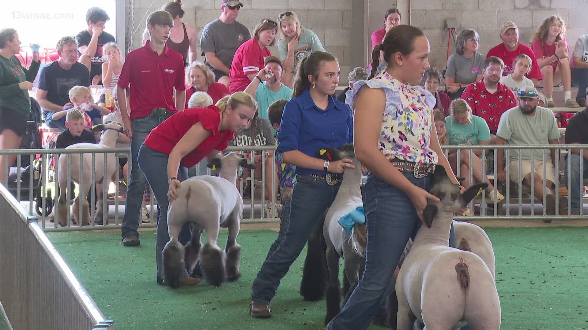 The Georgia National fair offers plenty of live animal shows and unique displays to enjoy. Here's a few that caught our eye.