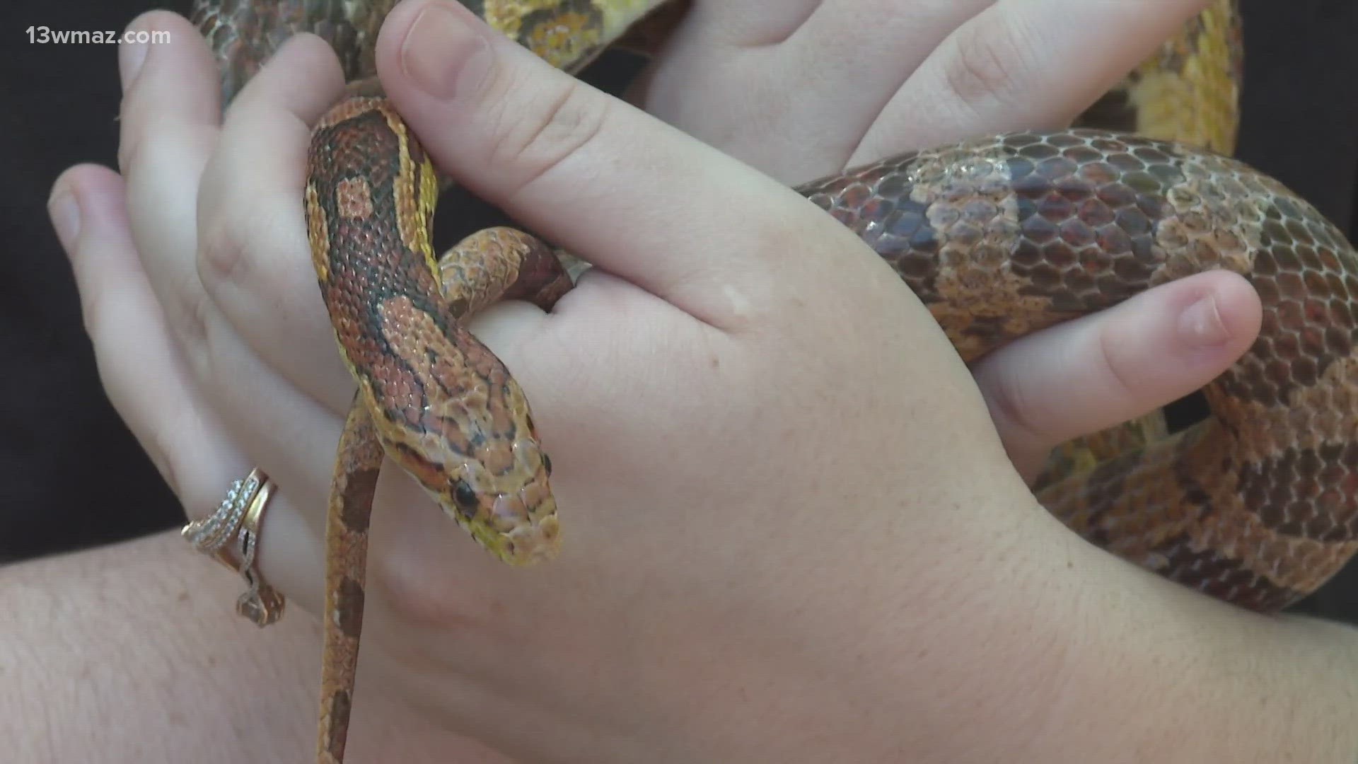 Georgia is blessed -- or maybe cursed -- to be home to 47 species of snakes. Chances are if you're outside during the summer, there's a snake or two nearby.