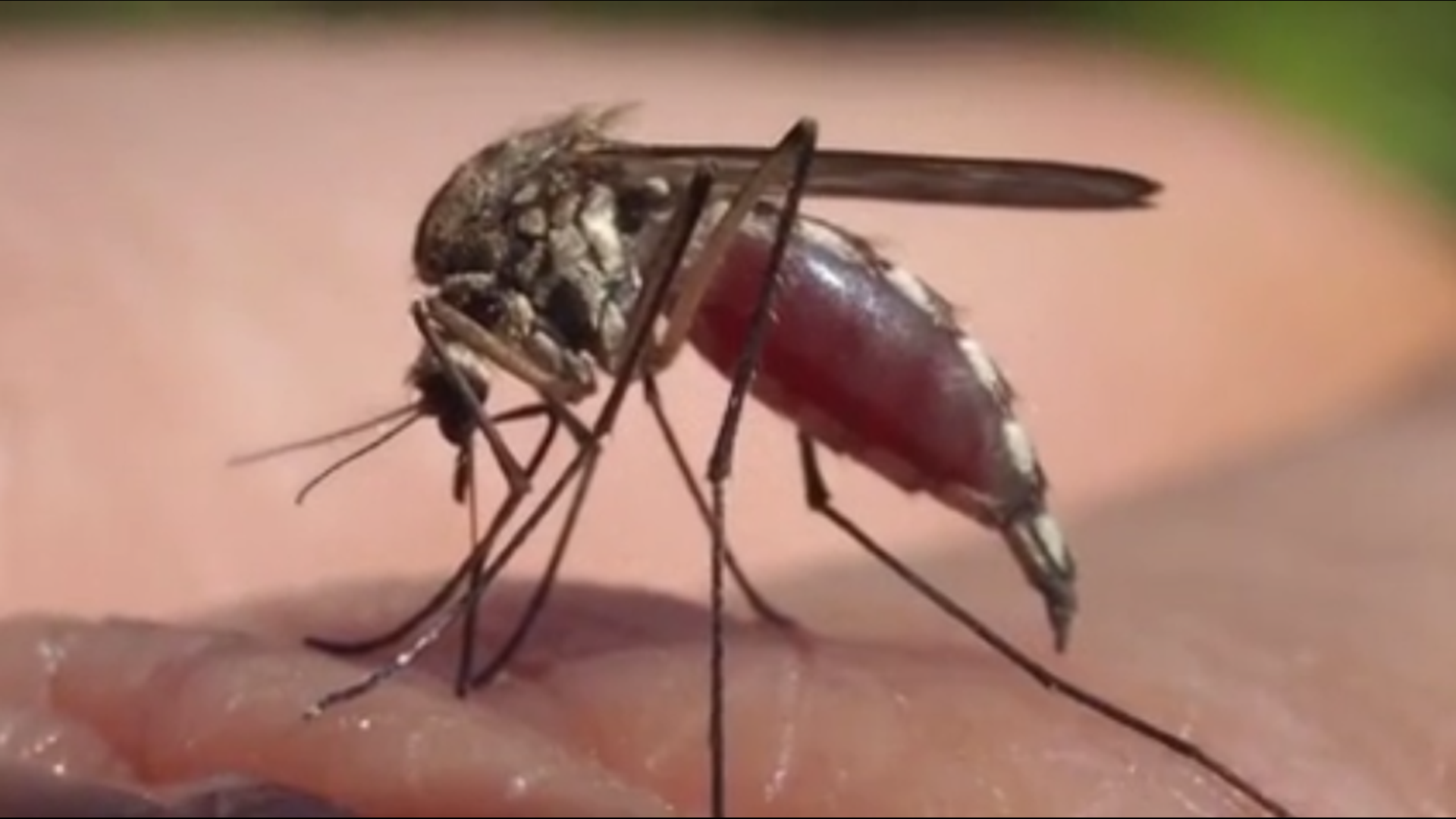 Many people believe that mosquitoes simply die off in the colder months, but is that true?