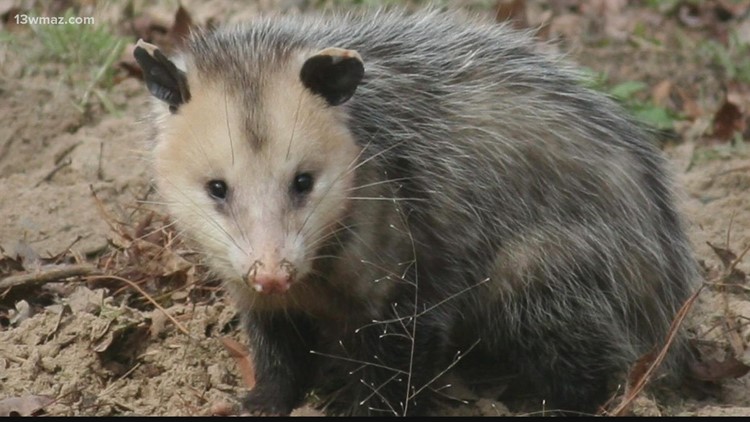 State bill puts opossums, raccoons in the crosshairs for Georgia hunters