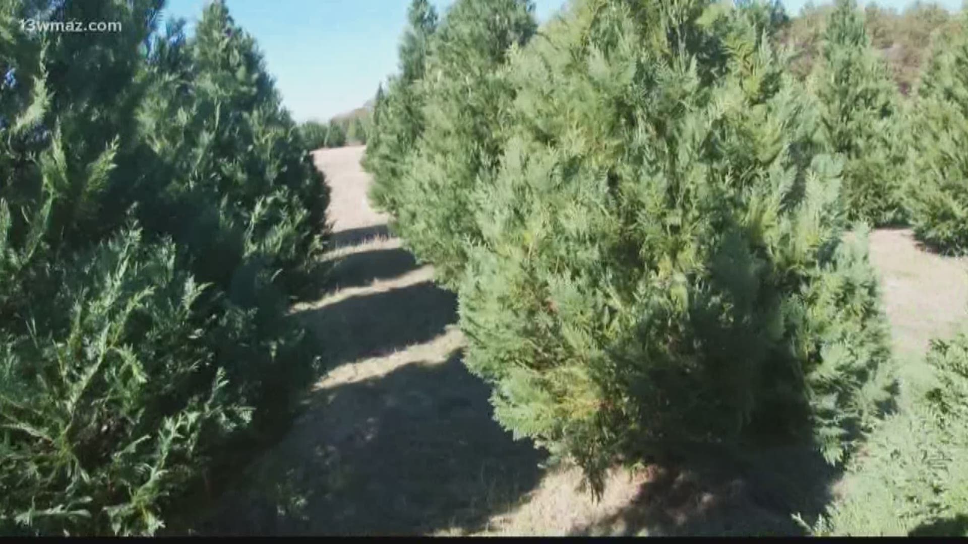 If you're buying a real Christmas tree, you might notice your nose running and eyes itching when you bring it in the house. Can Christmas trees trigger allergies?
