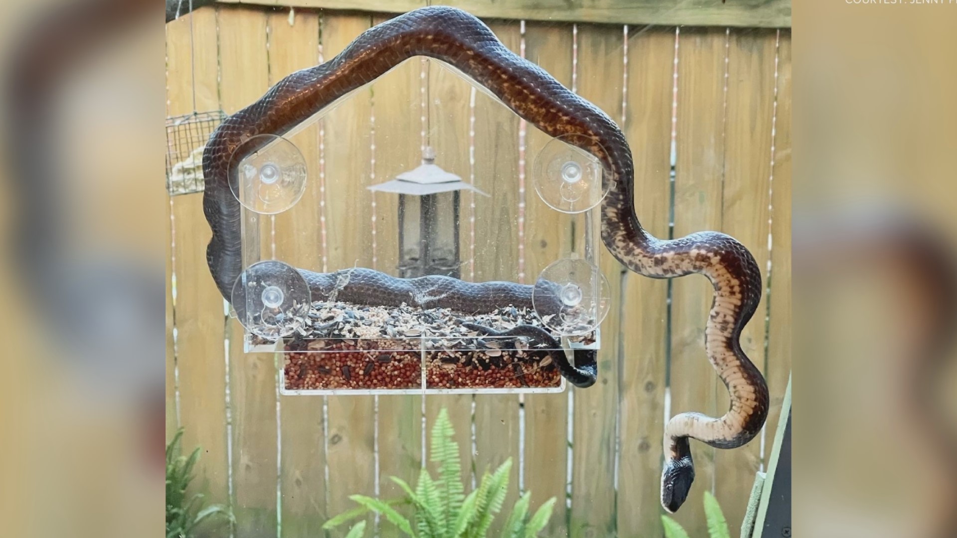 Yes, it is illegal to kill nonvenomous snakes in