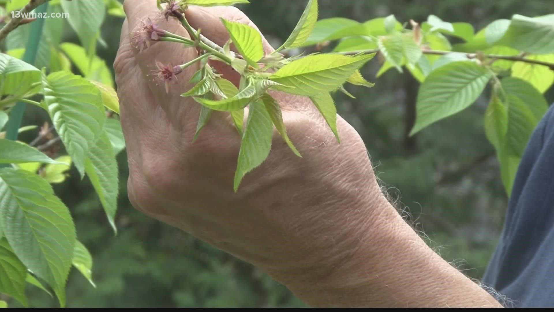 Some master gardeners are experimenting with new varieties that handle Macon's warm weather better.