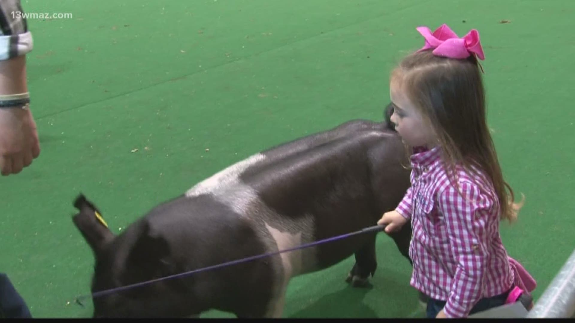 Pigs strut their stuff at Perry Hog Show