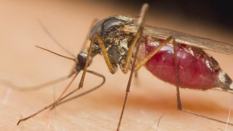 Summer Safety: How to stop the mosquitoes from 'bugging' you