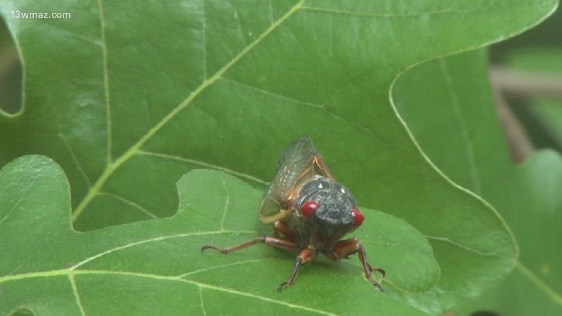 Dr. Bruce Snyder said the periodical cicadas came a little early this year.