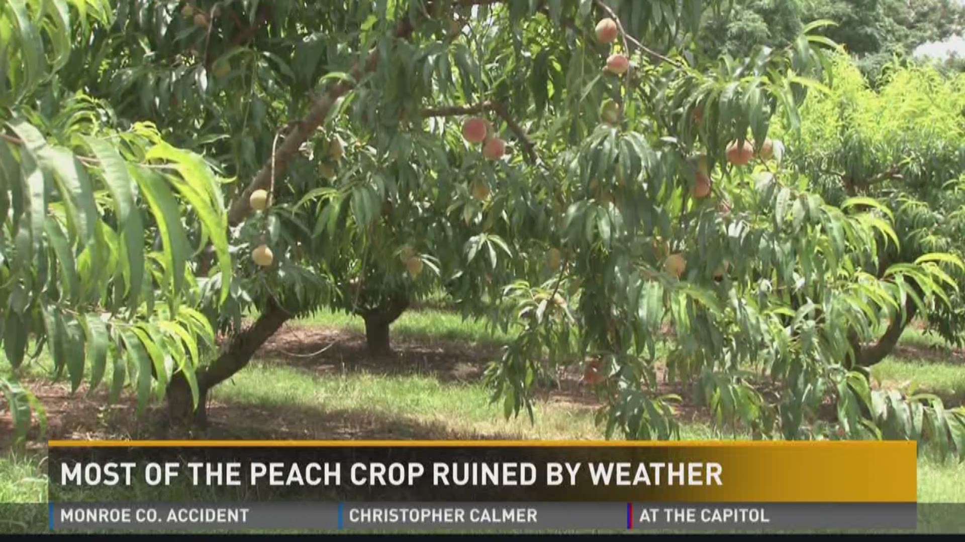 Most of peach crop ruined by weather