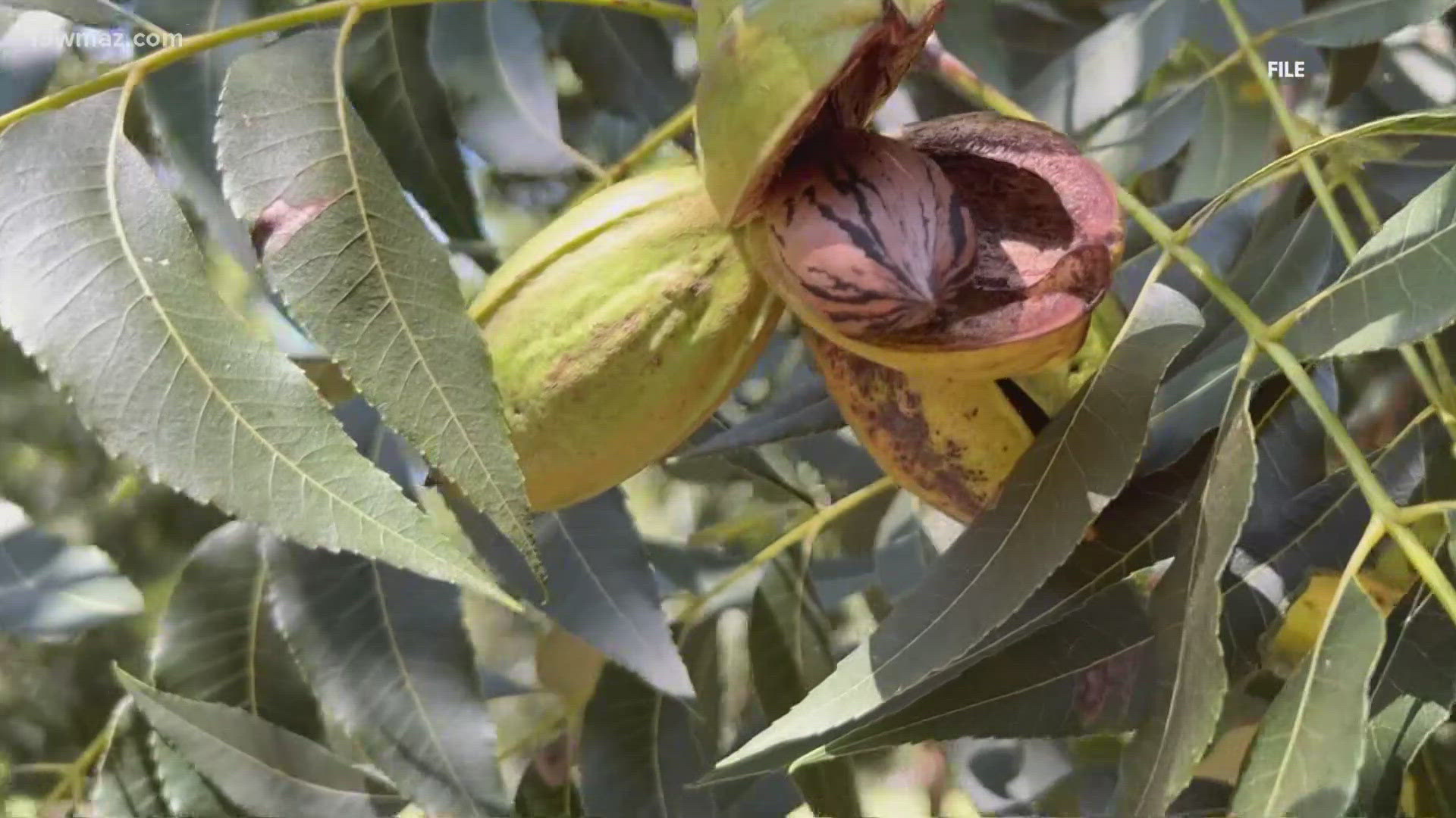 Farmers across Georgia are preparing the fields, especially pecan farmers due to how easy it is for storms to uproot them