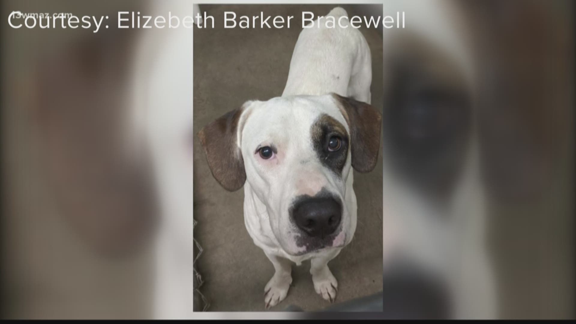 Twiggs County investigators want to find out who badly burned a dog's tail.