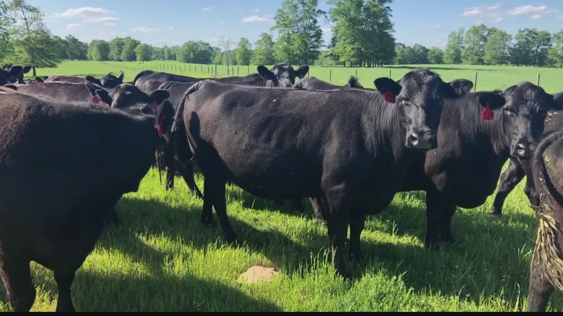 The Georgia Farm Bureau just came out with a report saying many farmers will lose $50,000 this year because of COVID-19.