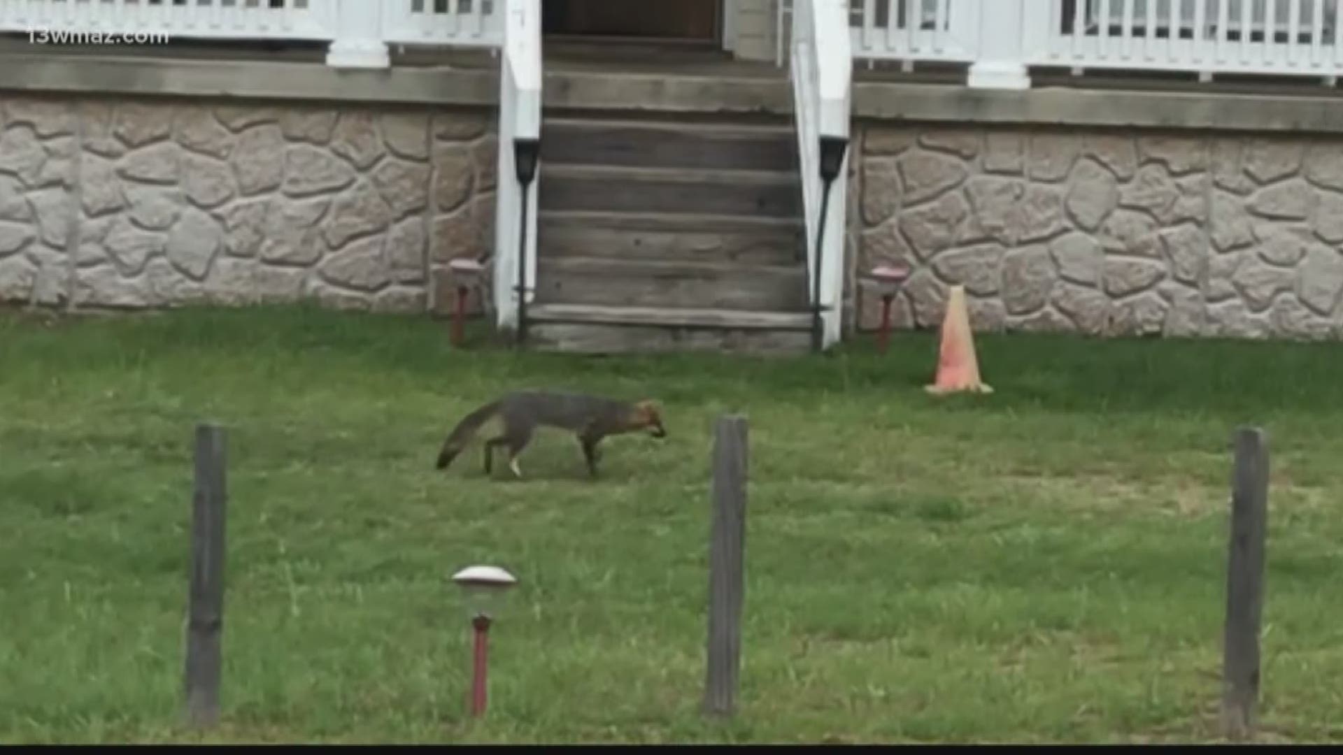 A Crawford County man is getting treated after he was attacked by a rabid fox in his own front yard on Wednesday. The Wray family was in for quite a surprise when they pulled into their yard on Wednesday.