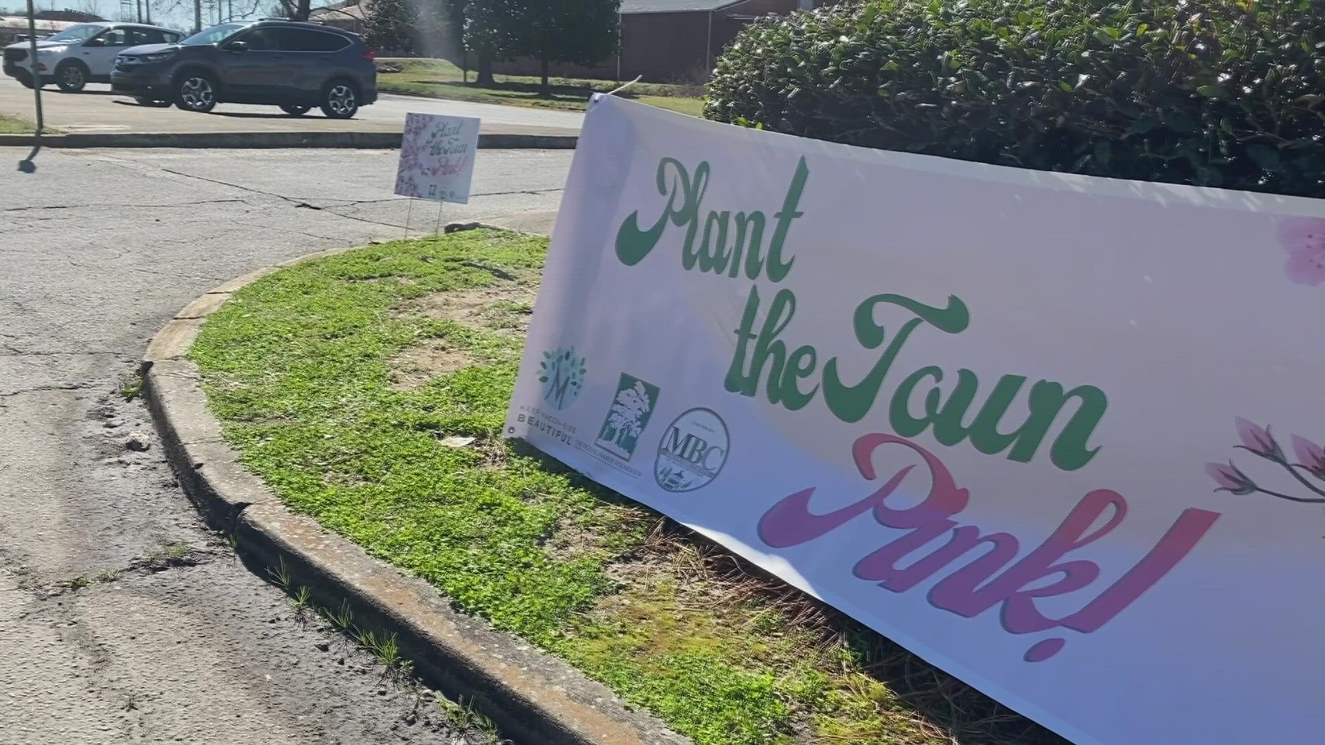 To get ready for the festival, Keep Macon-Bibb Beautiful hosted a Cherry Blossom tree free giveaway on Saturday to celebrate Georgia Arbor Day.