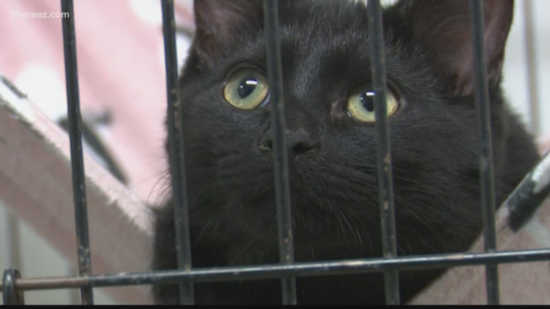 The organization says this is a critical time because people may give up their pets due to financial strains.