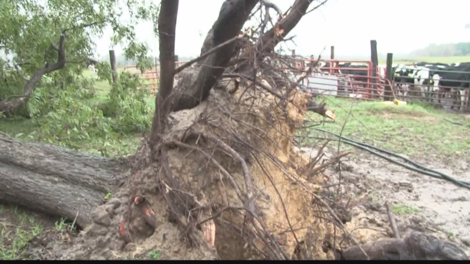 Dairy farm hit hard by severe weather