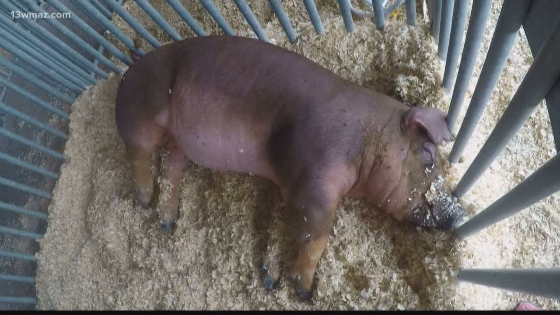 Georgia National Fairgrounds holds swine show