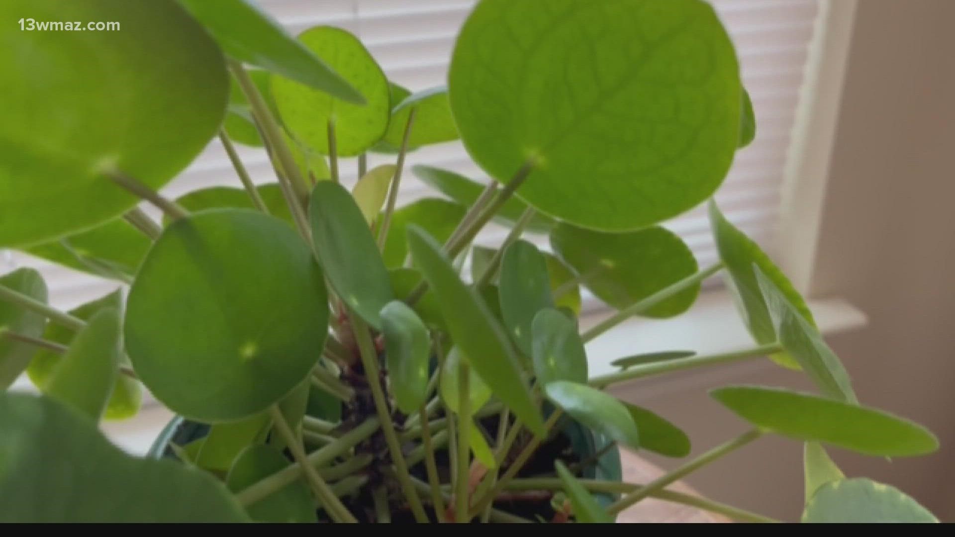 The winter months can be harsh on gardens, which makes indoor plants a great option. Meteorologist Courteney Jacobazzi has tips on how to care for them this winter.