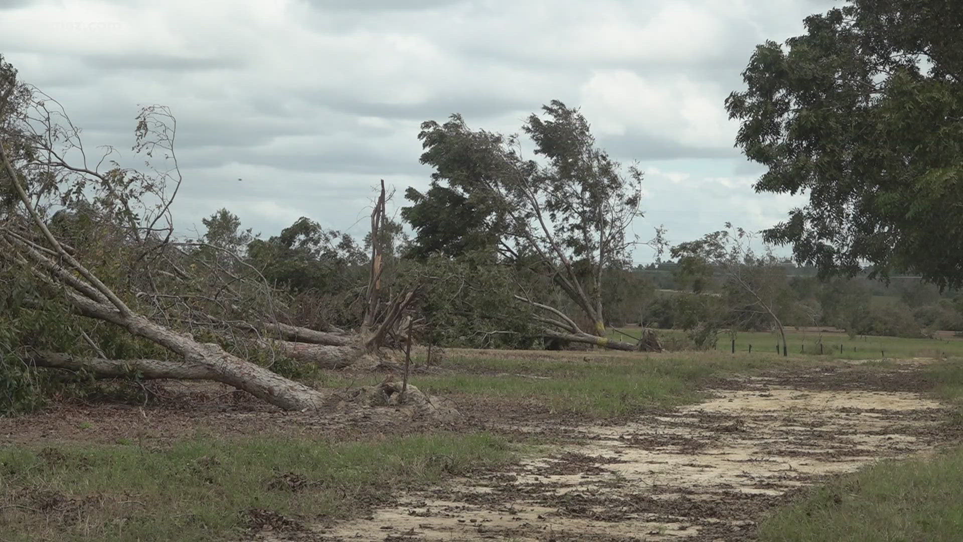 Helene wiped out many of the mature trees and may force farmers to loose pecan profits until 2026