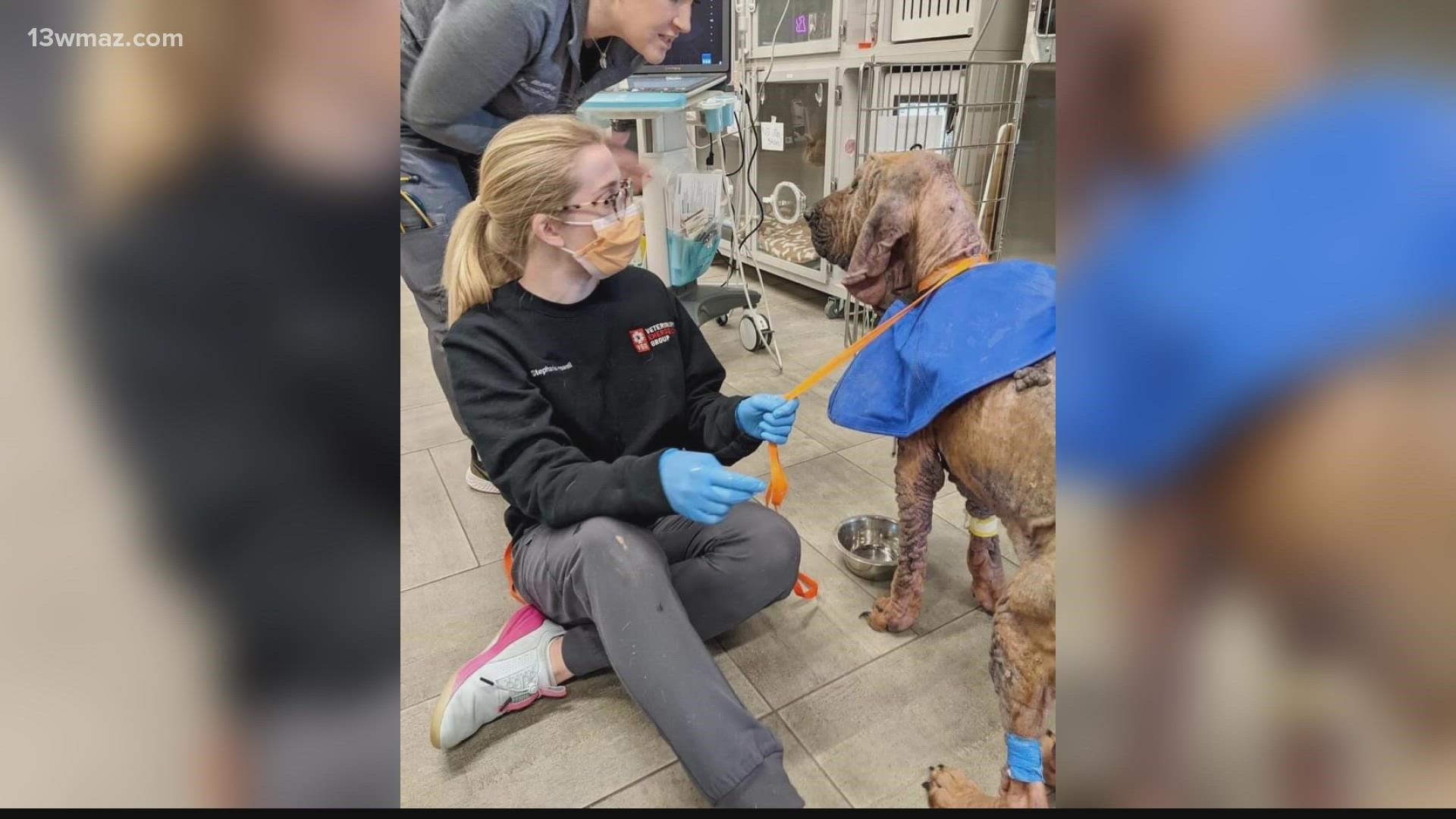 Chris and Julie Cochran just rescued a bloodhound named Darby. They don't know how long they have with her, but they're determined to make the journey a loving one