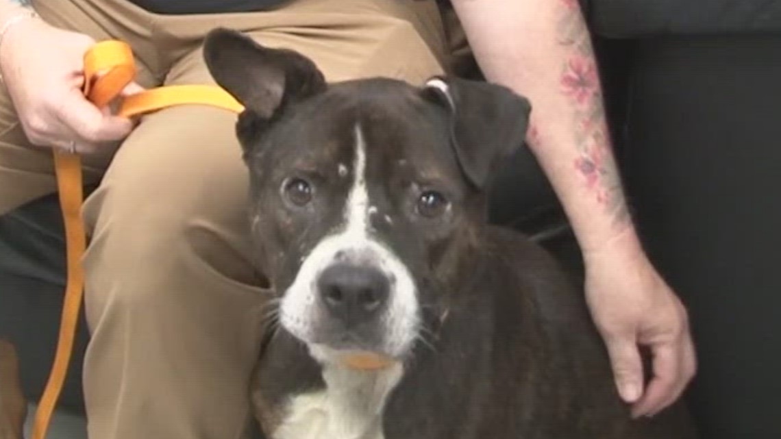 animal shelters numbers are rising including euthanasia