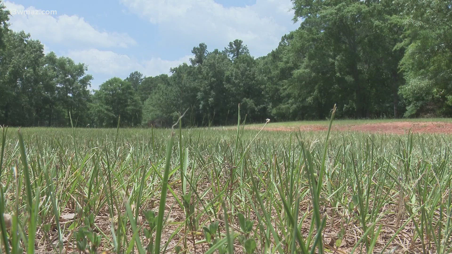 Silicon Ranch plans to build another Solar Farm in the county. This one will be one of the largest in the state, planning for 4,700 acres.