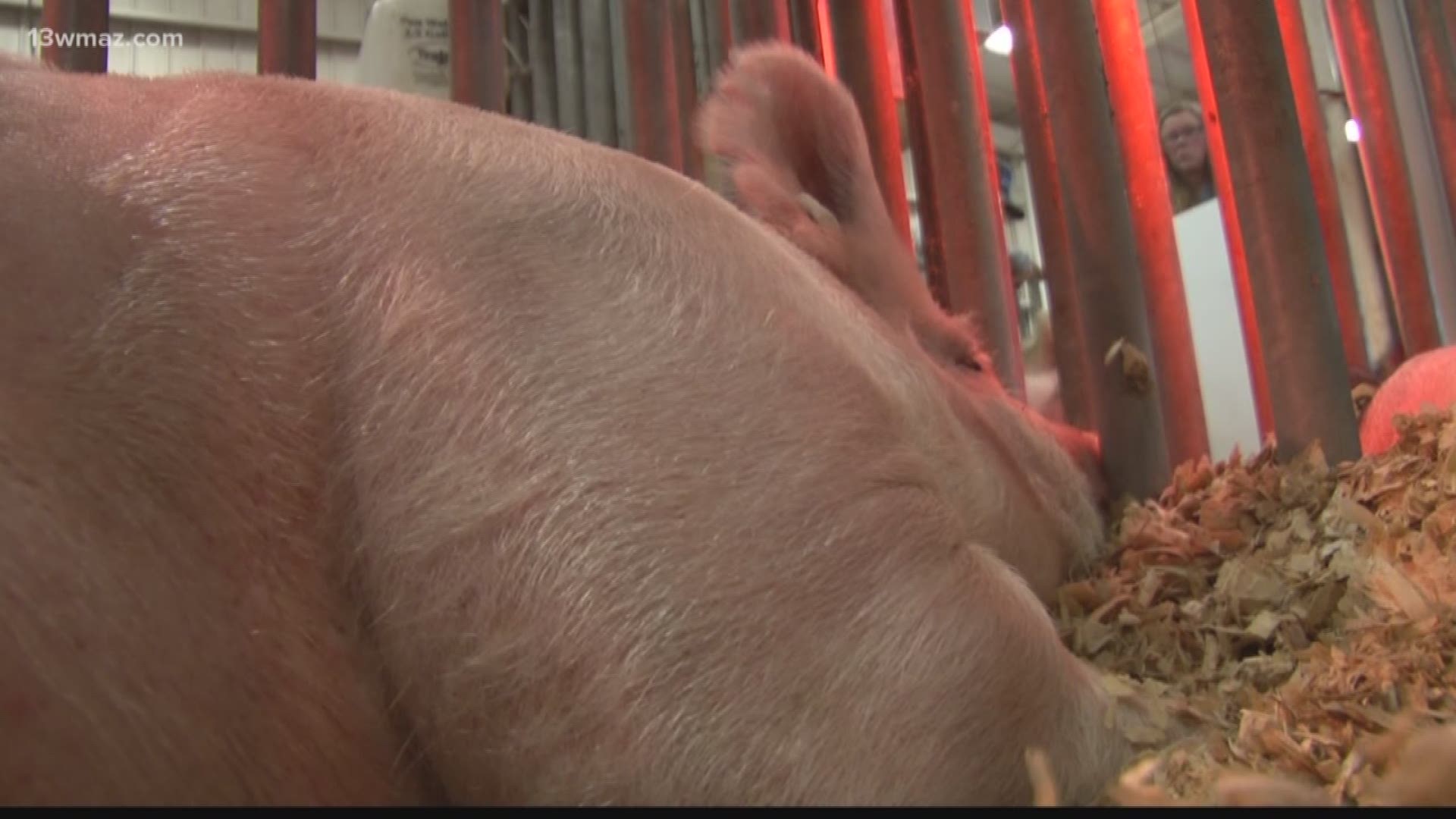 Perry High School students show new pigs