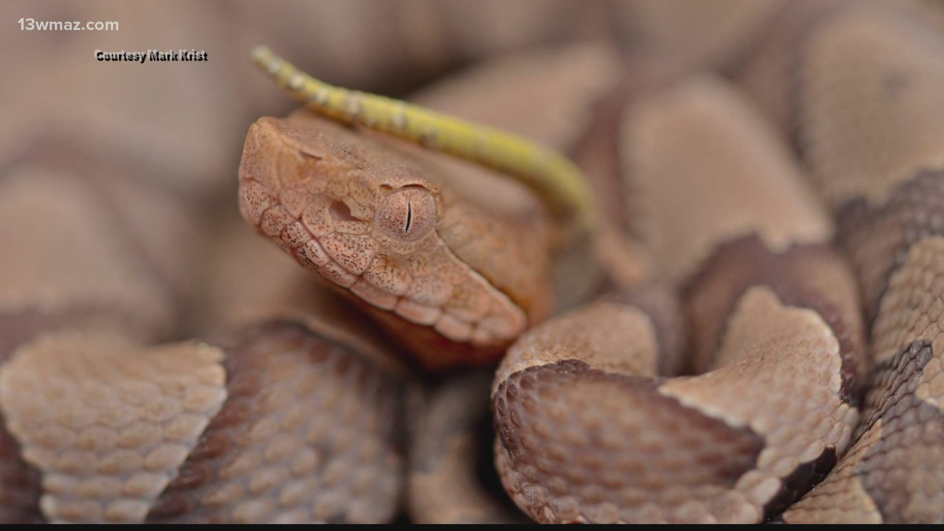 Copperheads are the most common venomous snake in Georgia