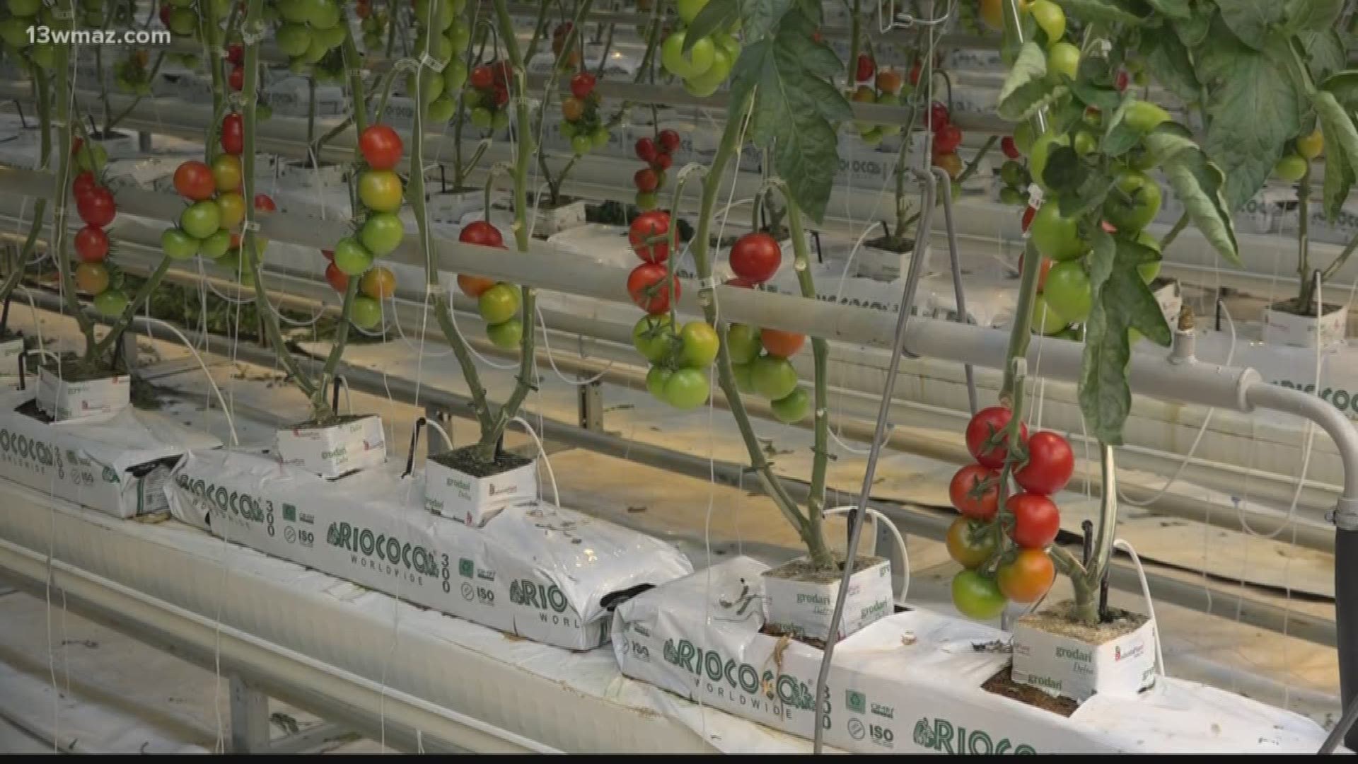More Peach County Students will get their dose of fresh veggies, thanks to a new partnership with Pure Flavor. Here's how they're helping children eat healthier.