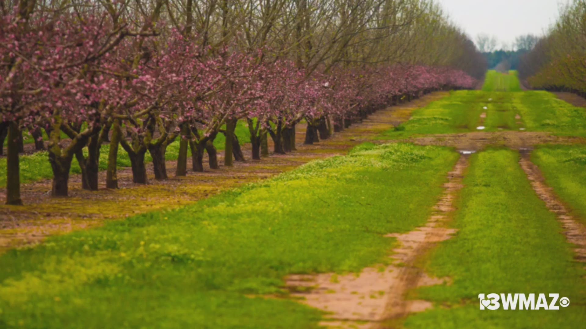 Peach blossoms are in bloom for March 2020. Photos taken by 13WMAZ's Suzanne Lawler