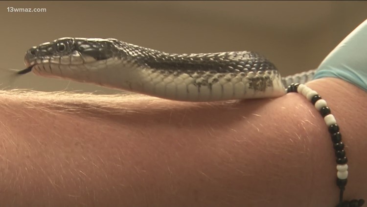 The secret lives of snakes and how Georgia College uses technology to study them