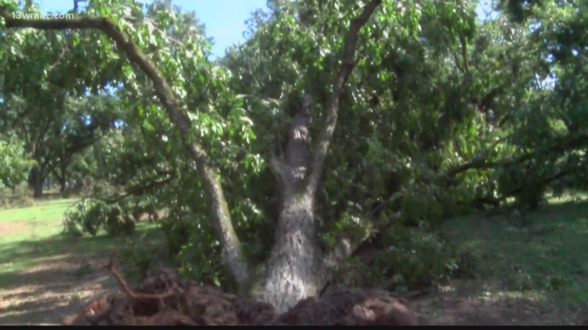 J.W. Cannon Farm is a pecan farm in Cordele, Georgia, which is in Crisp County.