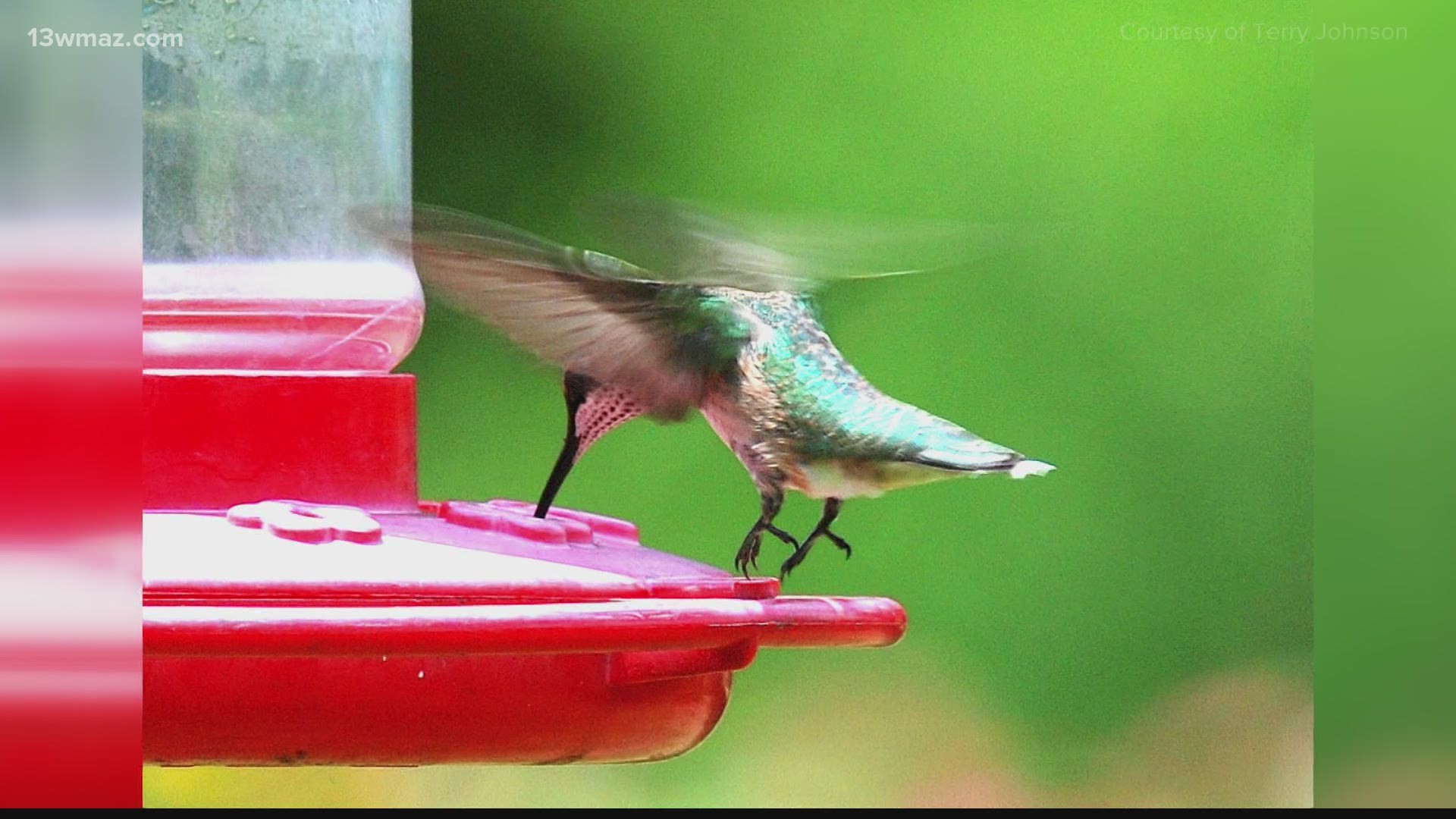 Some folks on Lake Sinclair say they haven't seen as many hummingbirds this summer as they usually do.