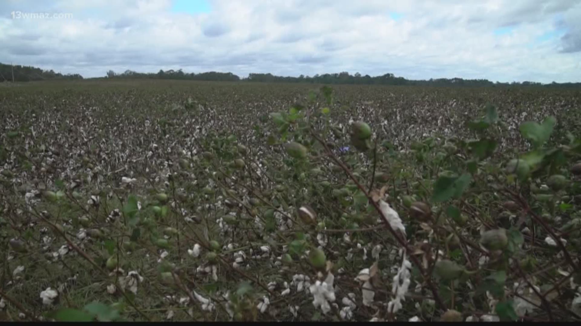 Bleckley farmer prepares for 2019 cotton crop