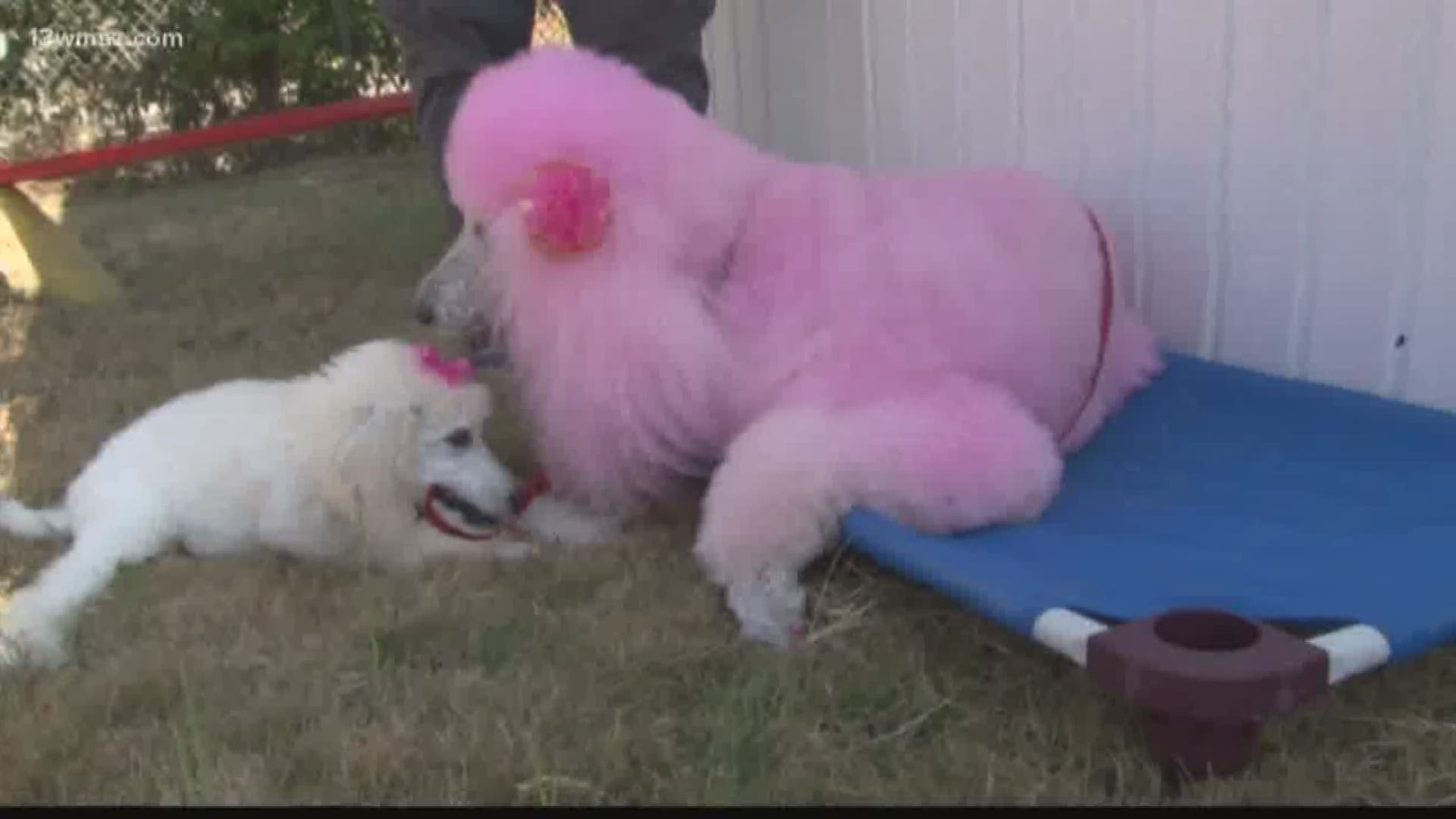 Cherry Blossom Festival welcomes new poodle puppy