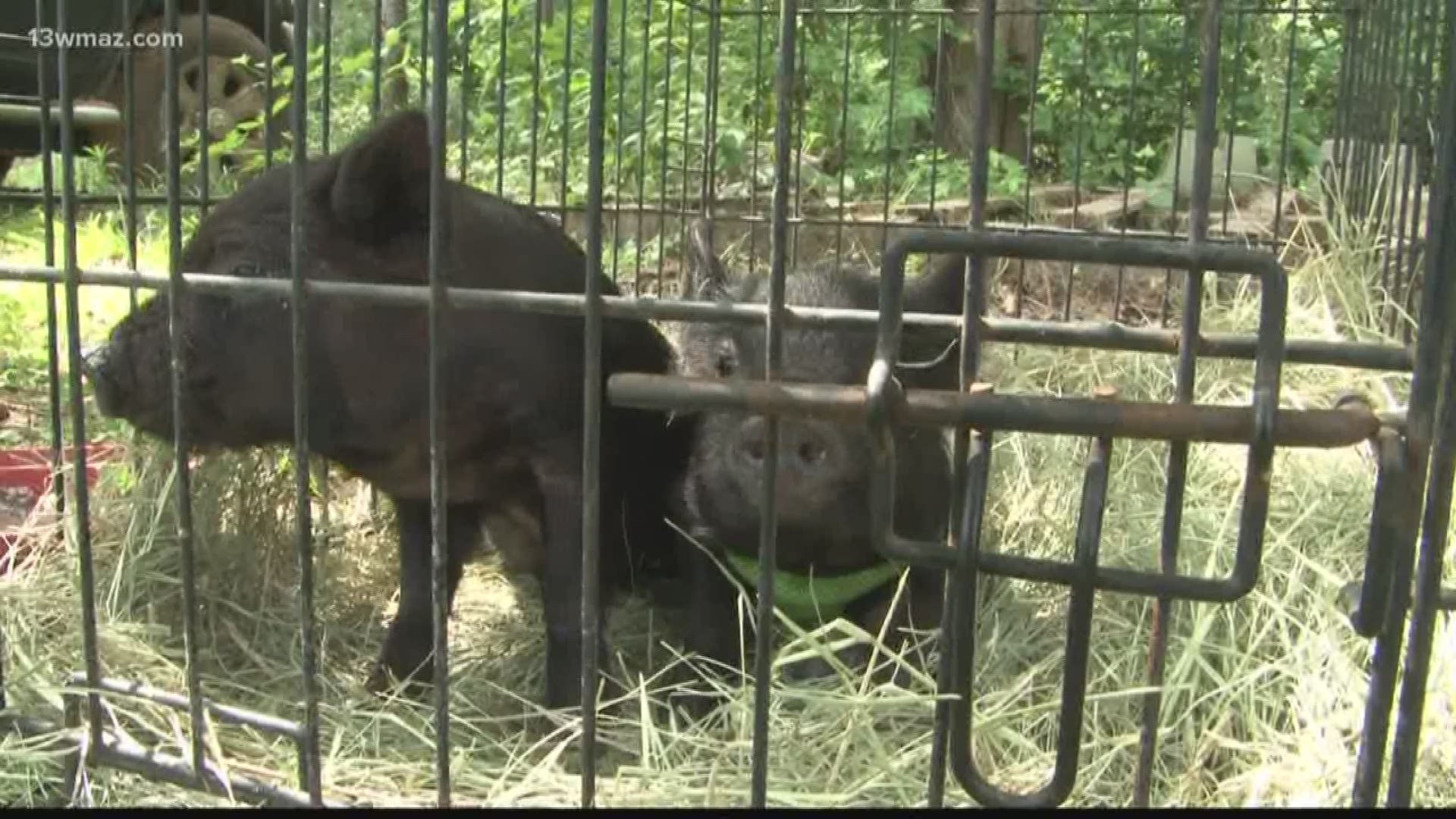 Benji, Pig Pig, and Root, and 7 of their friends have a cameo appearance in a movie shot in Georgia this summer.