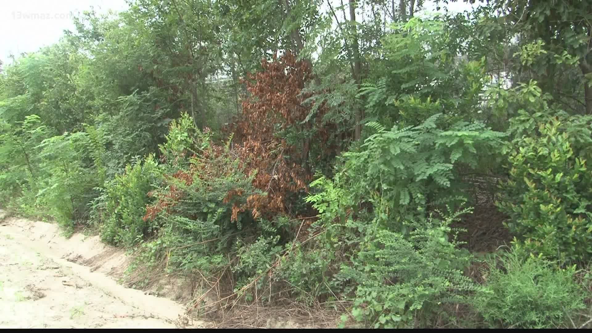 Growth and vegetation along Cochran Highway is causing a barrier between the street and the railroad track.