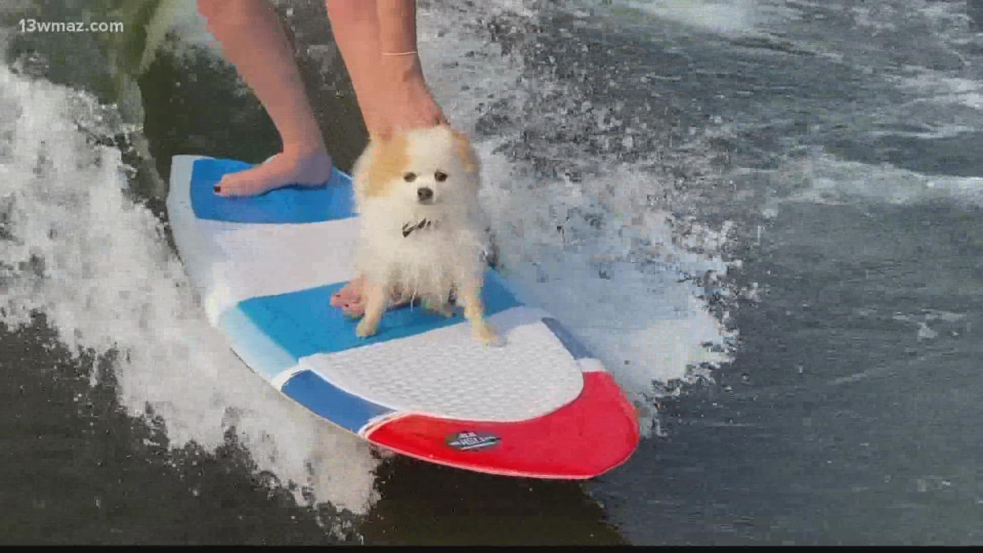 Zayleigh the Pomeranian shreds the waves quite a few times every summer