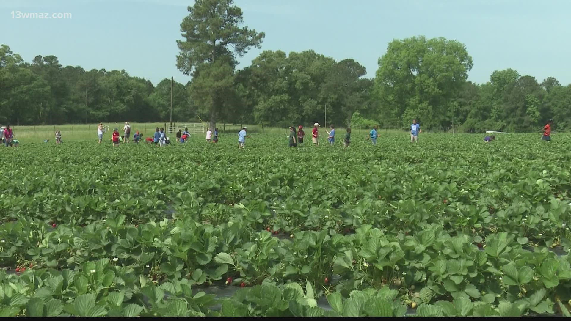 1st graders from Heard Elementary School took a trip to Elliott Farms to pick from their 4-acre strawberry field.