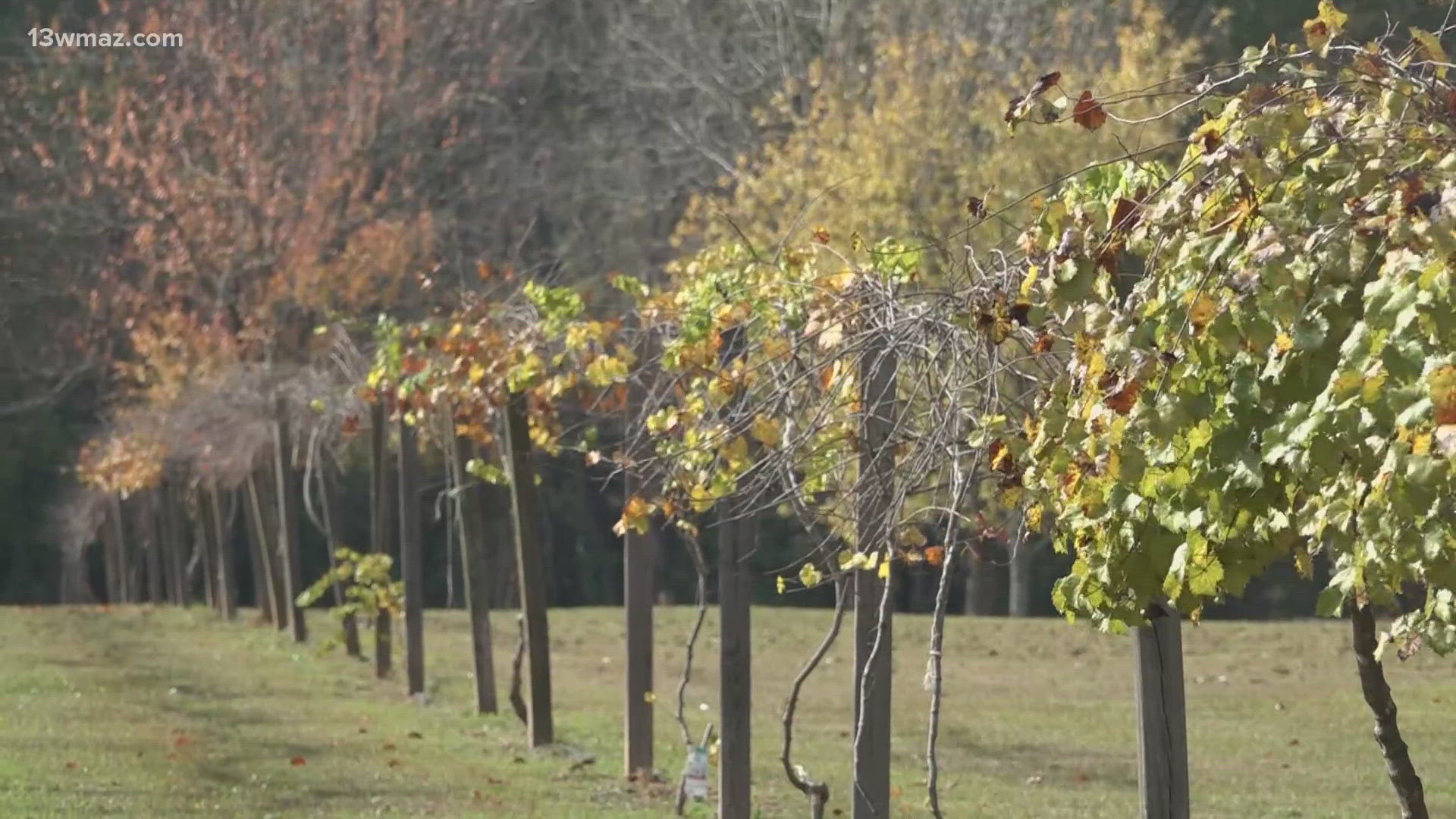 Most wine producers in Georgia operate in the northern regions of the state, but there are several Central Georgia wine sellers too.