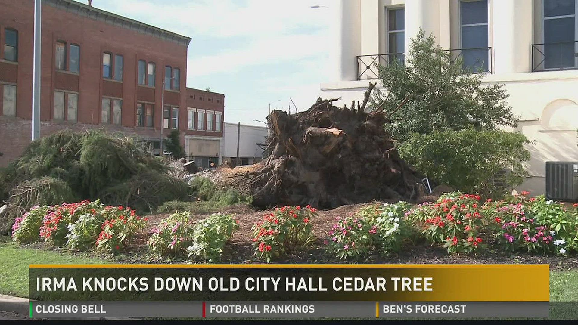 Irma knocks down old City hall cedar tree
