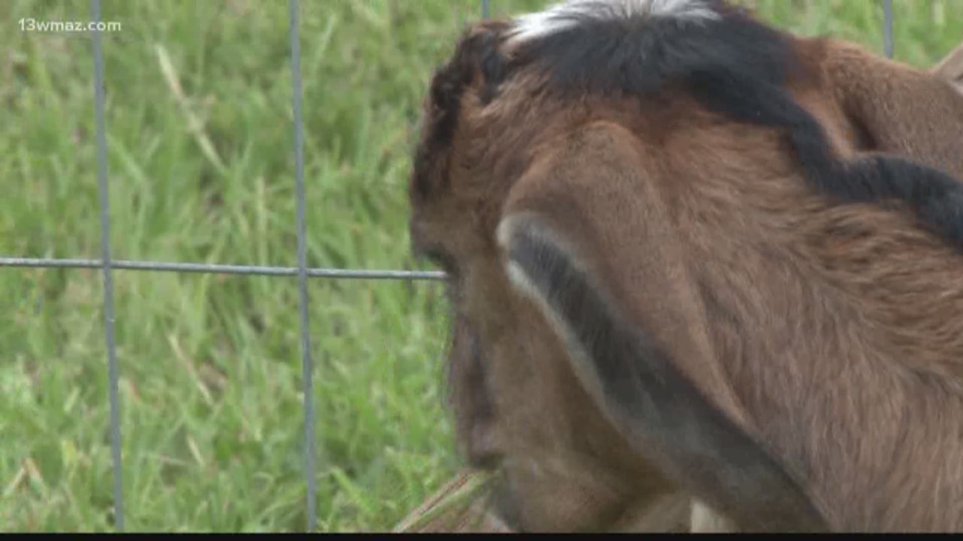 Goat yoga stretches out to Centerville