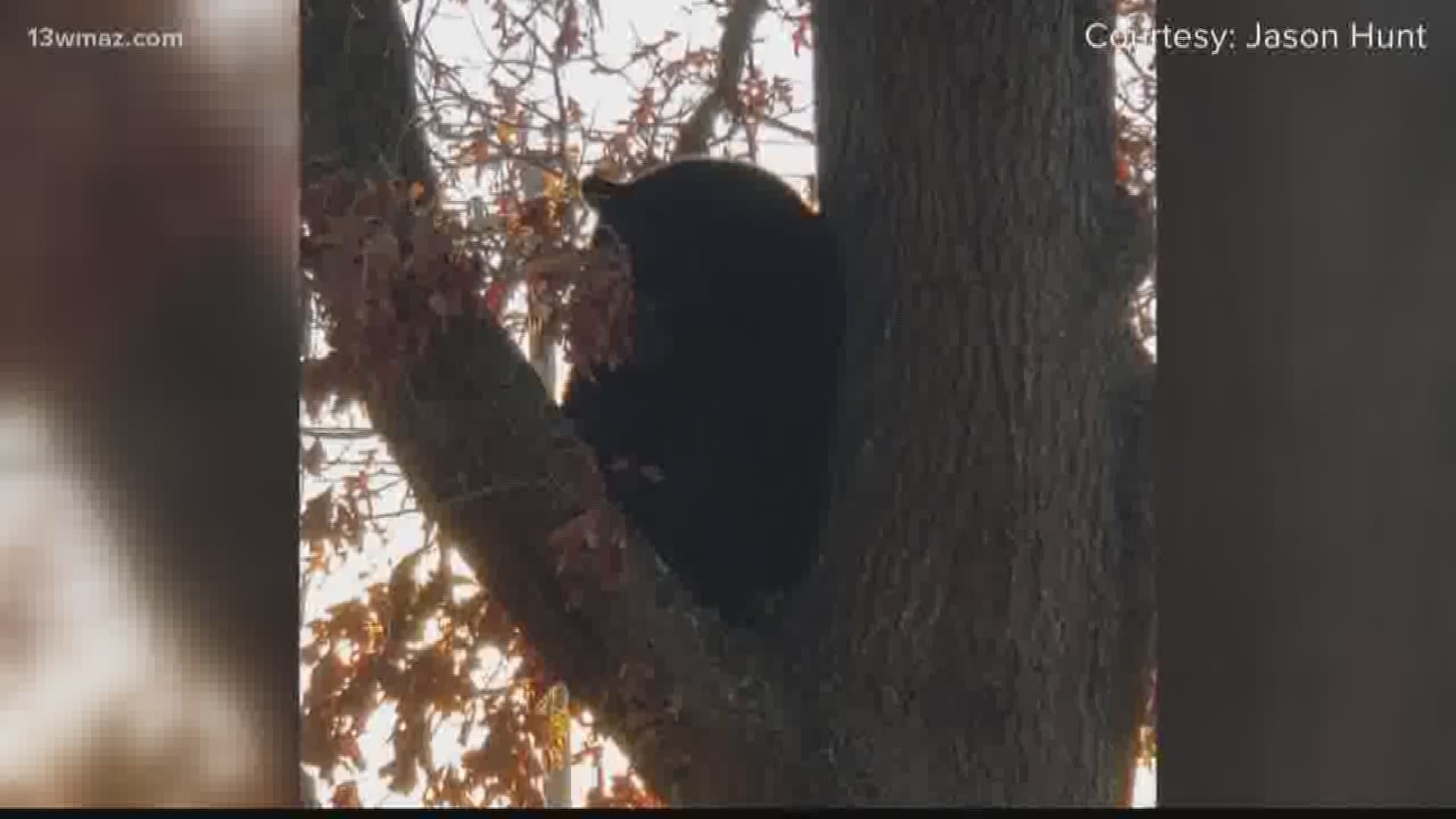 Some people in Warner Robins spotted something unusual in tree on Highway 247 -- the Department of Natural Resources says it was a large bear.