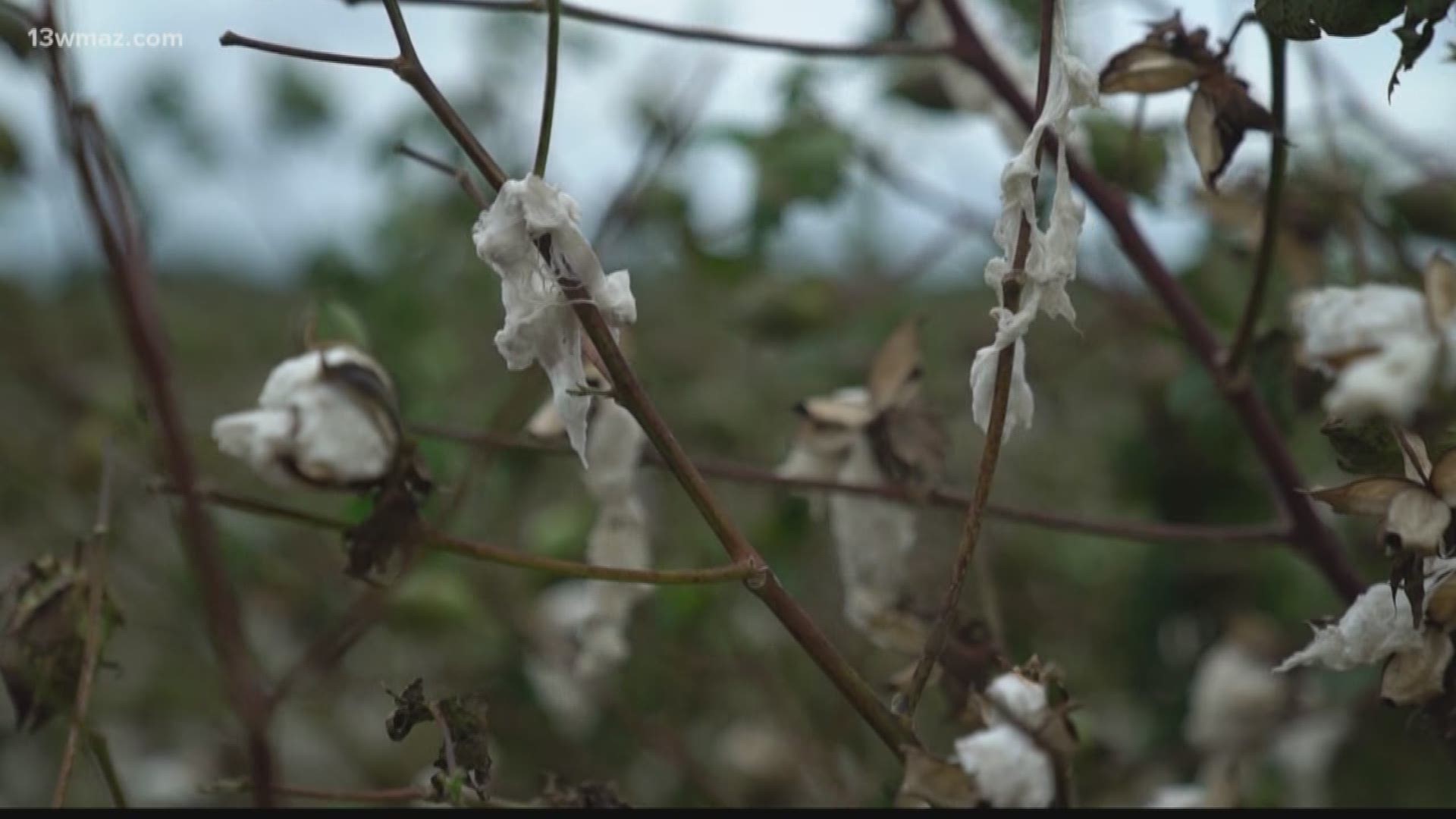 Cotton farmers asking for federal help