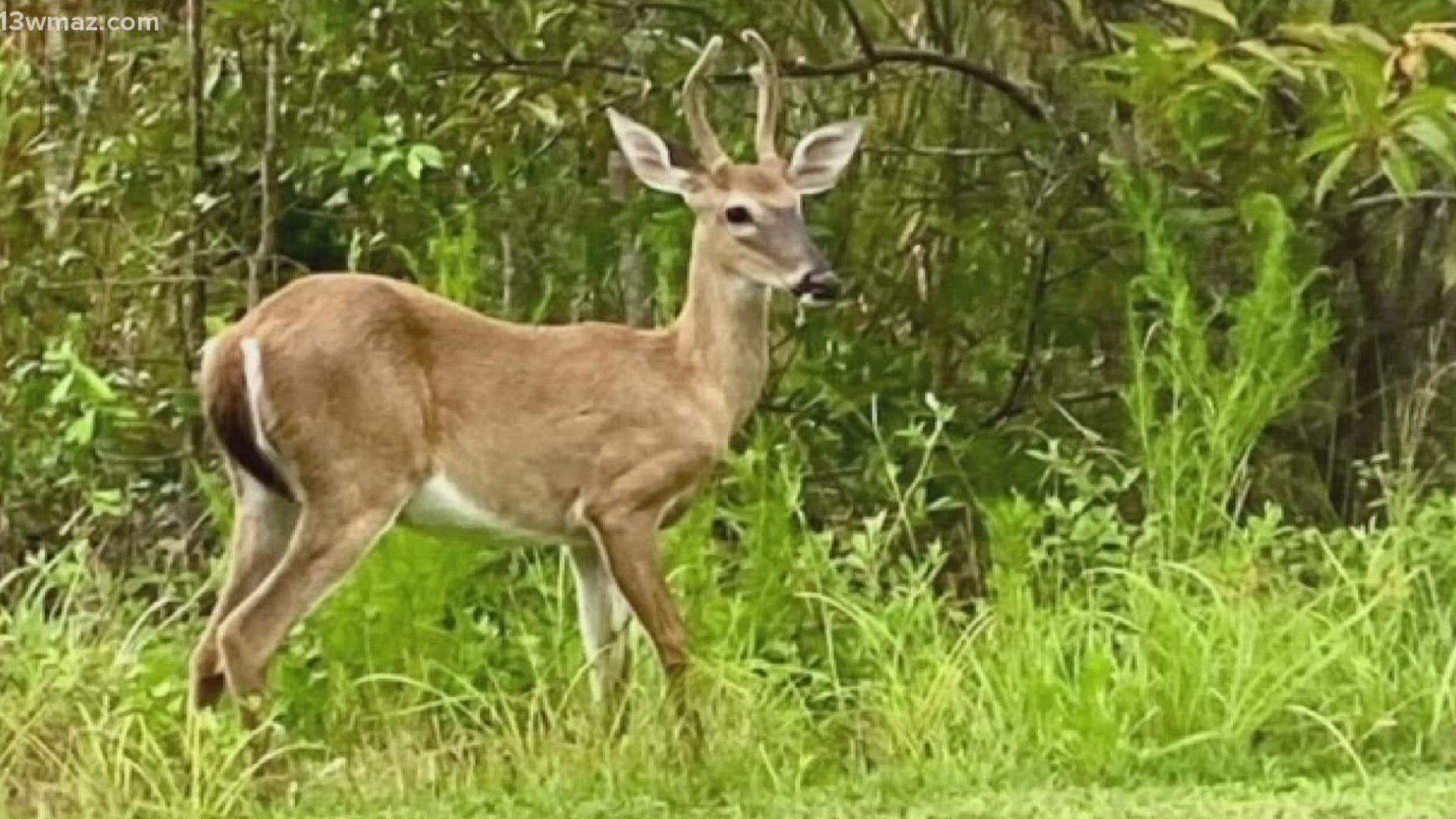 The state of Georgia sees between 45,000 - 55,000 deer crashes a year, and because of that, they put out a map that's going to keep you a lot safer.