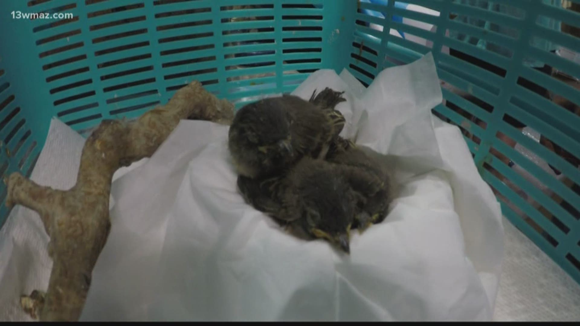 13WMAZ had recenty had a bird lay eggs on our campus, so we had our own question to Verify: Will a mother bird still care for its young if the chicks are touched by humans?