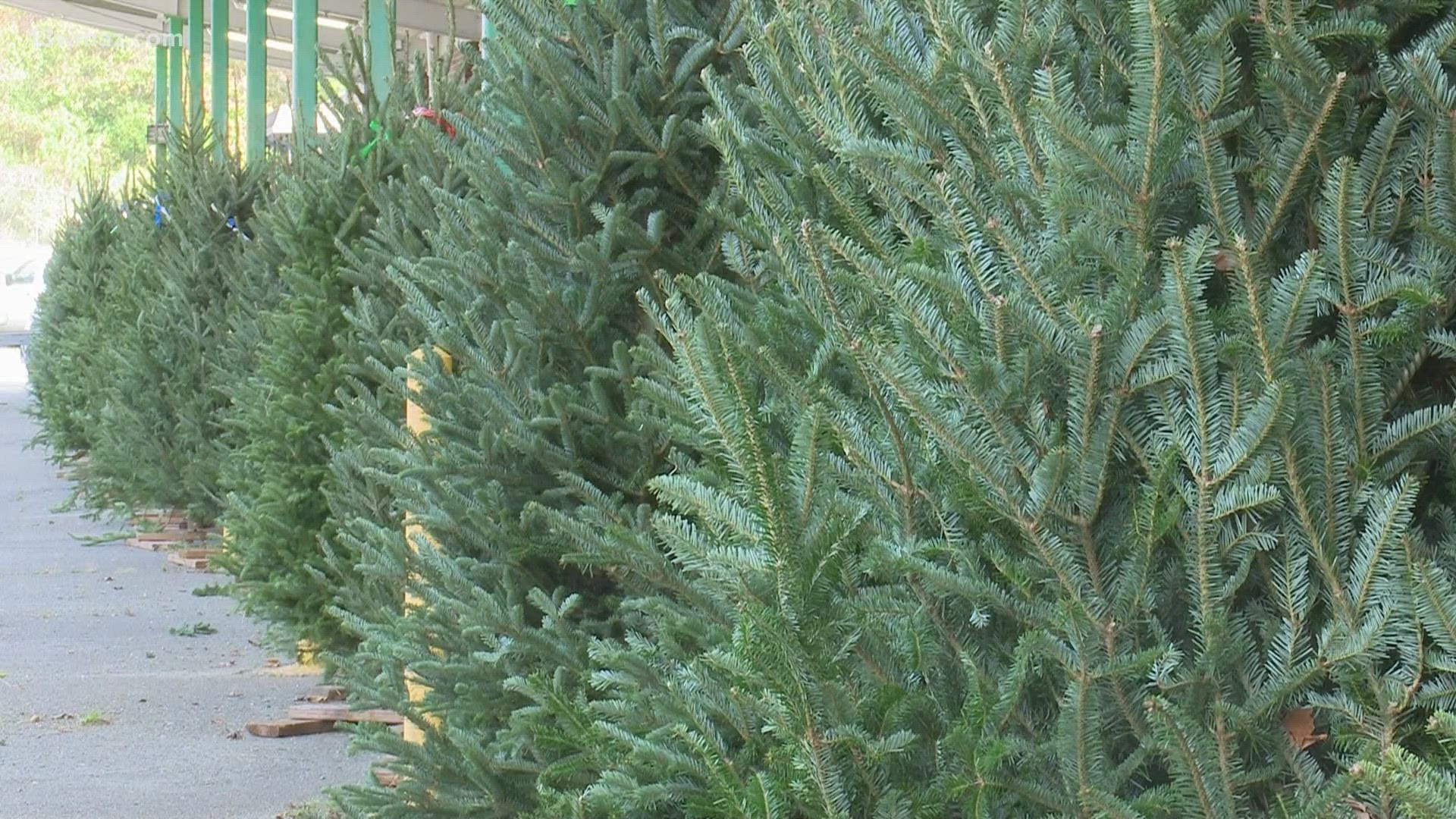 On top of the gifts you still might need to buy, fresh Christmas trees are expected to cost more than $400 this year.