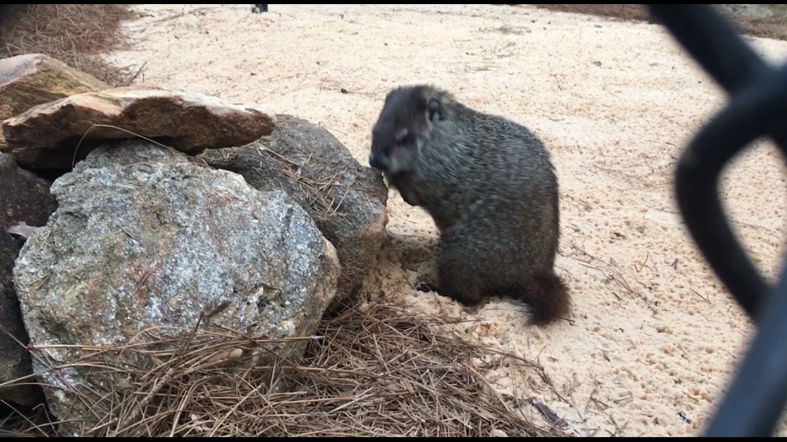 Groundhog Day General Beauregard Lee gives annual weather prediction