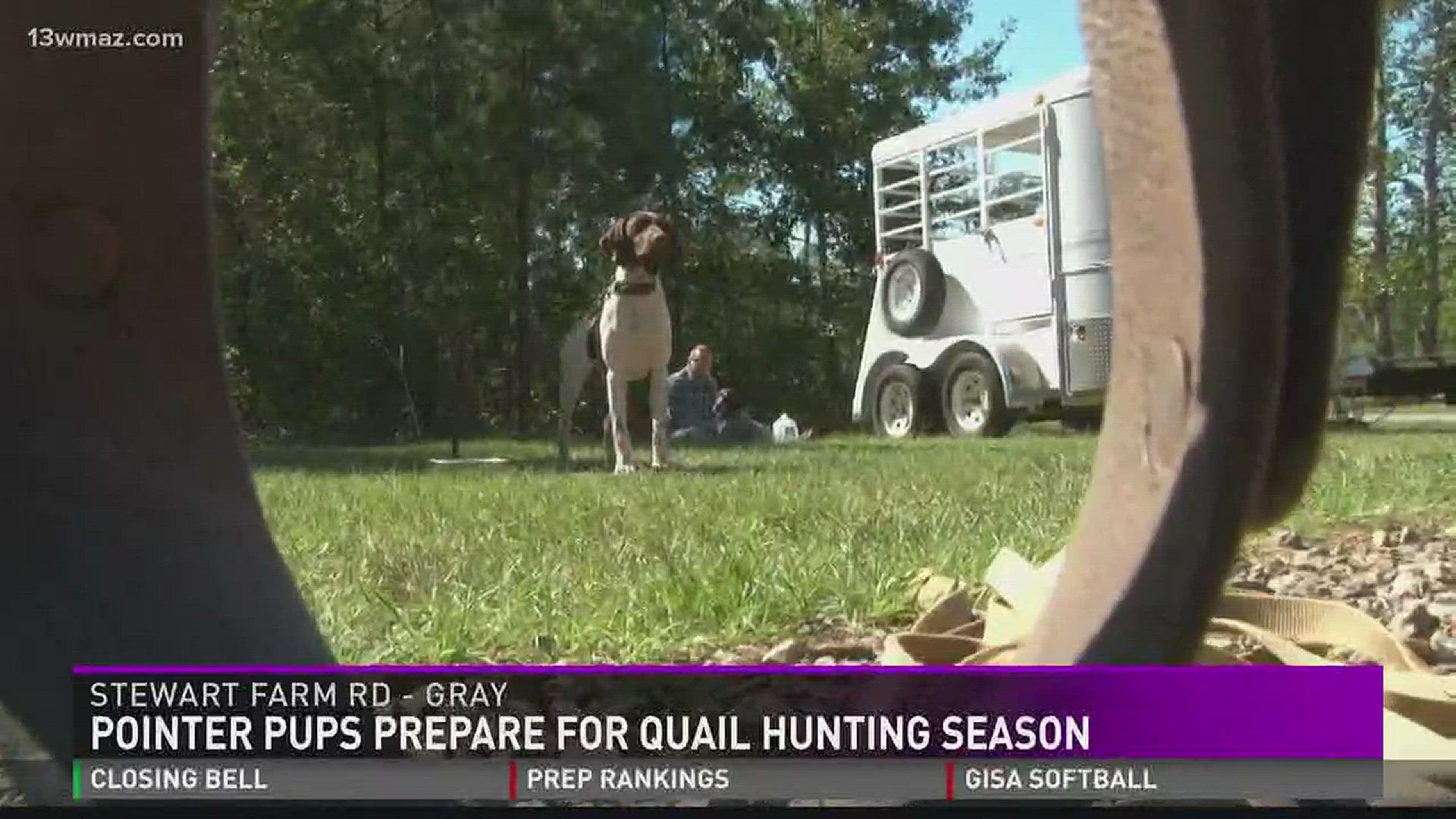 Pointer pups prepare for quail hunting season
