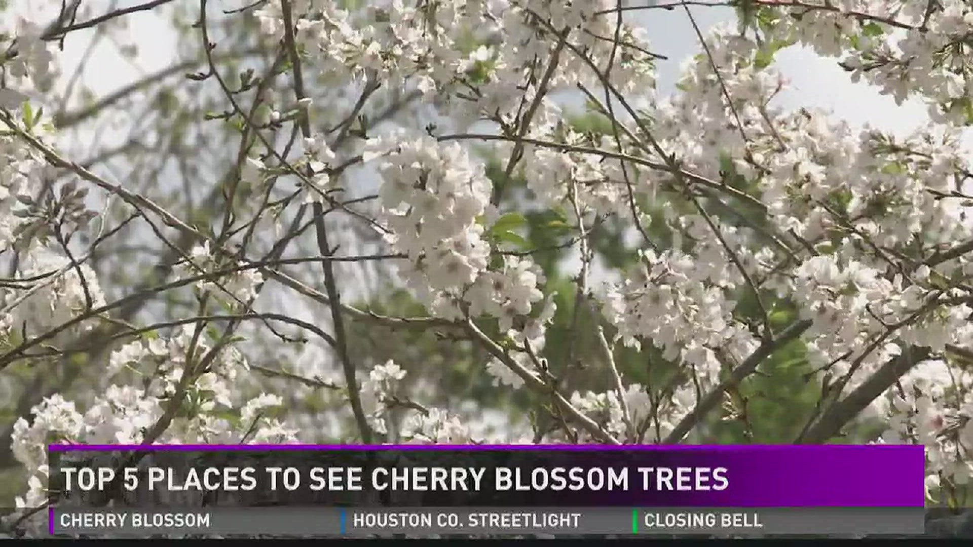 Top 5 places to see cherry blossom trees